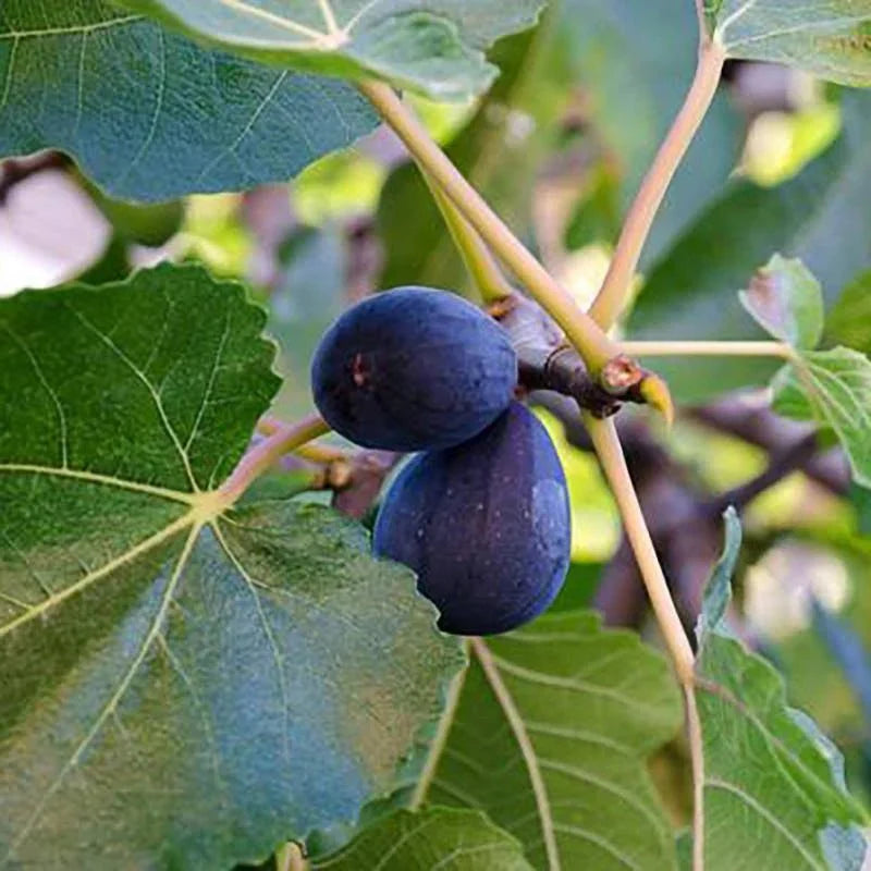 🌱 Harvest Sweet Figs in Your Own Backyard: Fast-Growing & Hardy Variety | Premium Nursery Grade Selection ✨