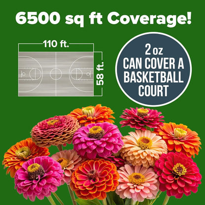🌺Zinnia California Giant Mix - 7,300+ (2 oz) | No Filler - USA Heirloom Flower Seeds