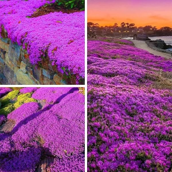 ✨Year-Round Creeping Thyme Seeds🏡| Create your perfect lawn here🌼