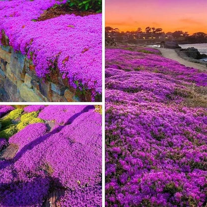 ✨Year-Round Creeping Thyme Seeds🏡| Create your perfect lawn here🌼