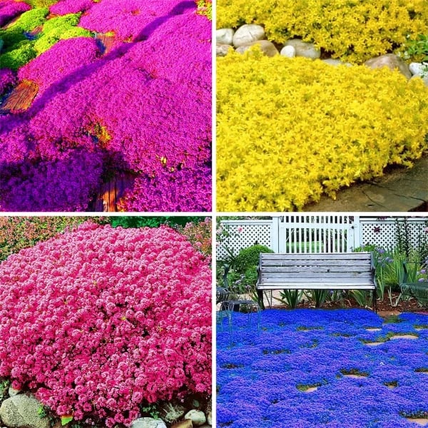 ✨Year-Round Creeping Thyme Seeds🏡| Create your perfect lawn here🌼