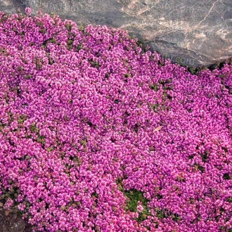 ✨Year-Round Creeping Thyme Seeds🏡| Create your perfect lawn here🌼