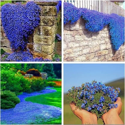 ✨Year-Round Creeping Thyme Seeds🏡| Create your perfect lawn here🌼