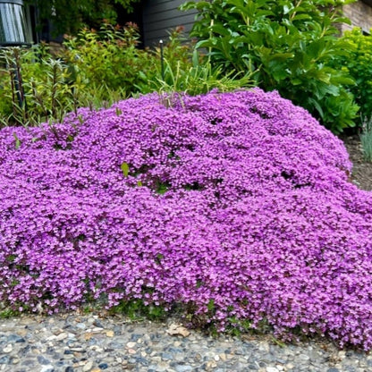 ✨Year-Round Creeping Thyme Seeds🏡| Create your perfect lawn here🌼