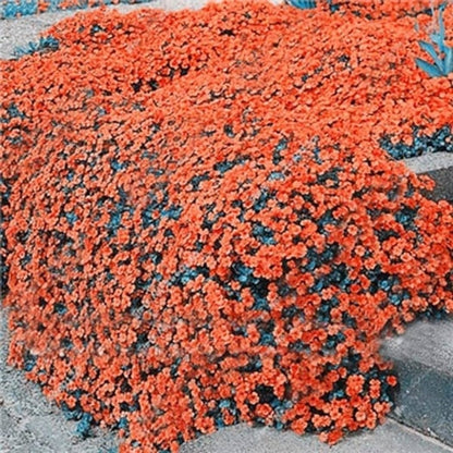 ✨Year-Round Creeping Thyme Seeds🏡| Create your perfect lawn here🌼