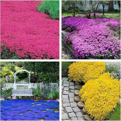 ✨Year-Round Creeping Thyme Seeds🏡| Create your perfect lawn here🌼
