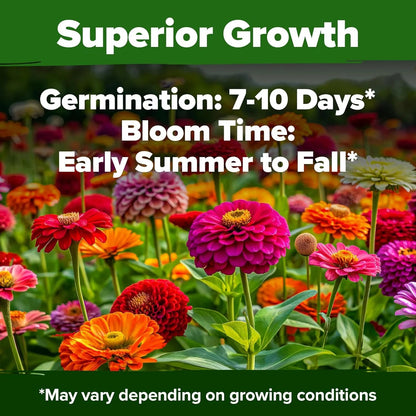 🌺Zinnia California Giant Mix - 7,300+ (2 oz) | No Filler - USA Heirloom Flower Seeds