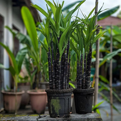 Premium High-Sucrose Sugarcane Seeds | 1000+ Non-GMO Hybrid Sugar Cane Seeds for Home Gardening 🌿🍬