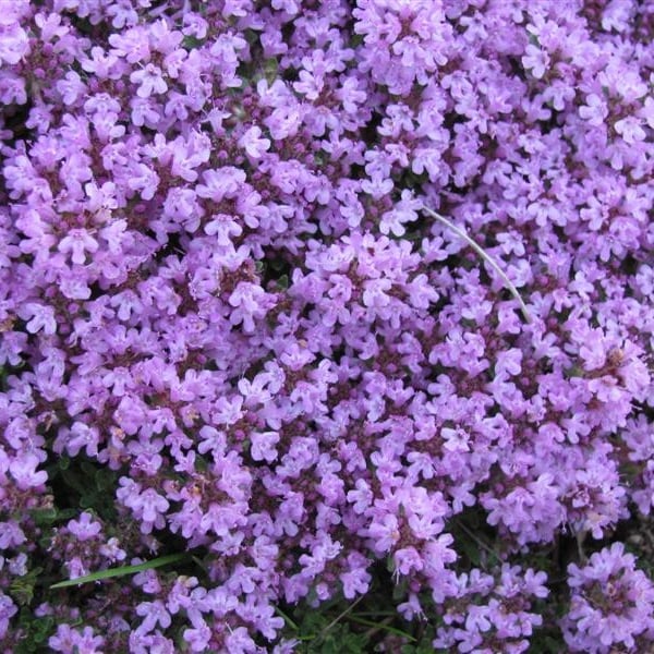 ✨Year-Round Creeping Thyme Seeds🏡| Create your perfect lawn here🌼