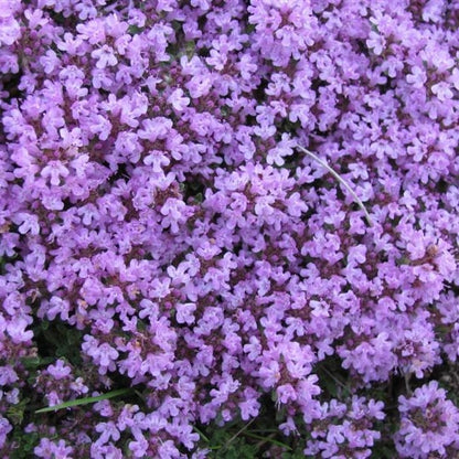 ✨Year-Round Creeping Thyme Seeds🏡| Create your perfect lawn here🌼