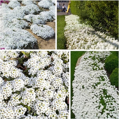 ✨Year-Round Creeping Thyme Seeds🏡| Create your perfect lawn here🌼