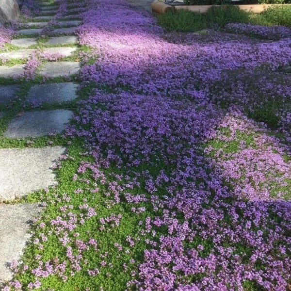 ✨Year-Round Creeping Thyme Seeds🏡| Create your perfect lawn here🌼