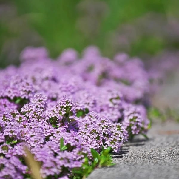 ✨Year-Round Creeping Thyme Seeds🏡| Create your perfect lawn here🌼