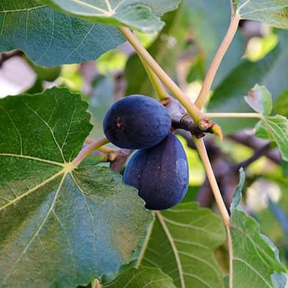 🌱 Harvest Sweet Figs in Your Own Backyard: Fast-Growing & Hardy Variety | Premium Nursery Grade Selection ✨