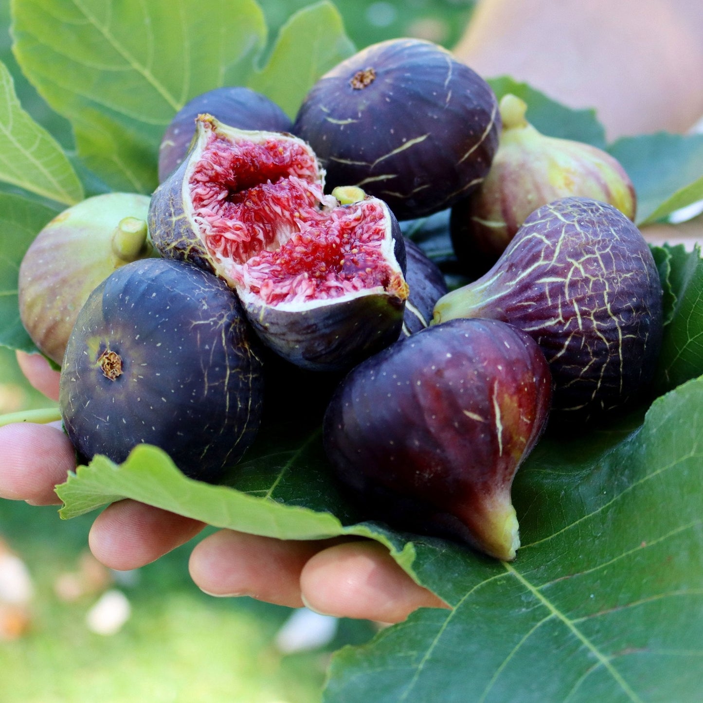 🌱 Harvest Sweet Figs in Your Own Backyard: Fast-Growing & Hardy Variety | Premium Nursery Grade Selection ✨